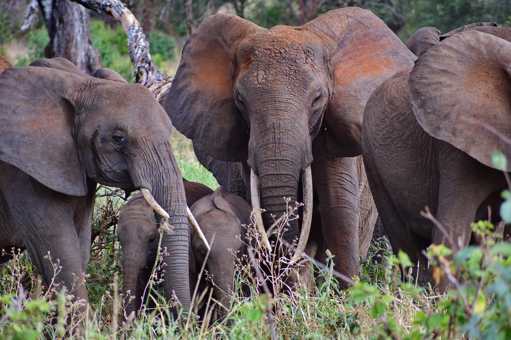 Tarangire NP